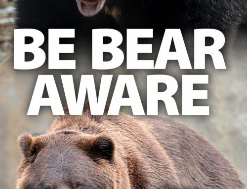 New “Bear Aware” Pamphlet Offered by  National Bowhunter Education Foundation